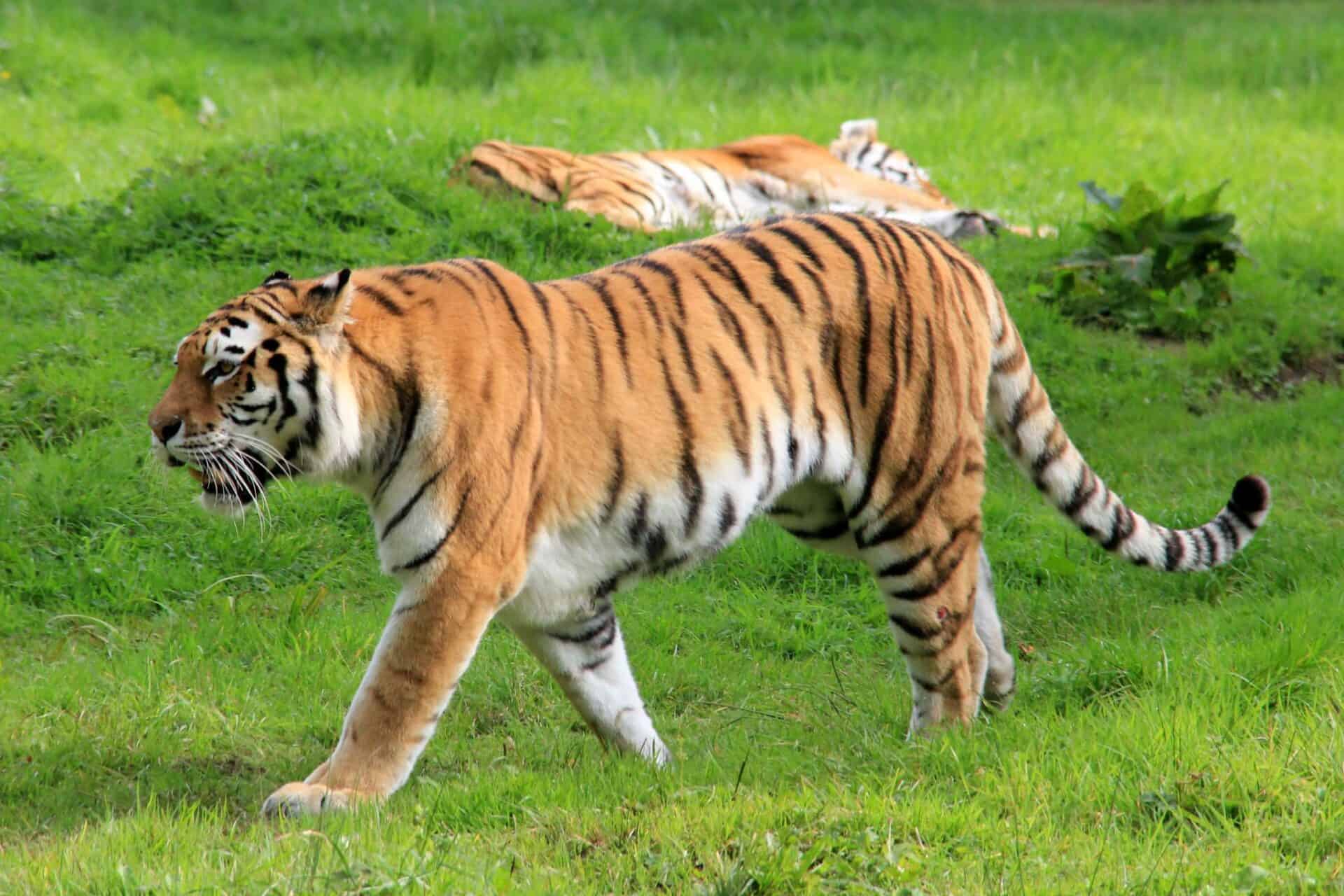 Majestic Bengal tiger walking through lush green grass in wildlife sanctuary in the UK.
